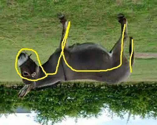 File:Donkey-allah.jpg