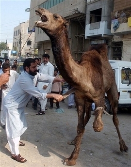 File:Camel-halal.jpg
