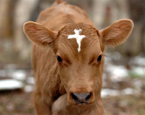 File:Cow marked with cross.jpg