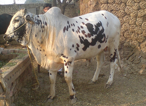 File:Cow marked with allah and muhammad.JPG