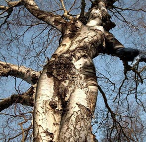 File:Tree-woman.jpg