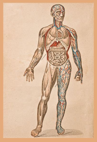 File:Human Body.jpg